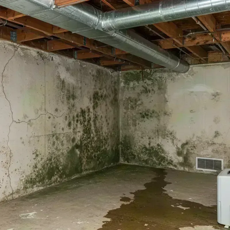 Professional Mold Removal in Sitka, AK